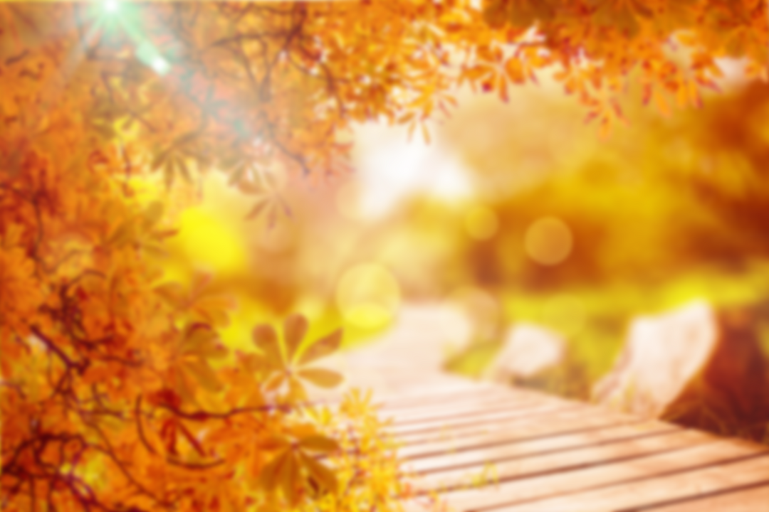 Beautiful Transparent Pathway through Vibrant Autumn Leaves in Sunlight - Download Free Stock Images Pikwizard.com