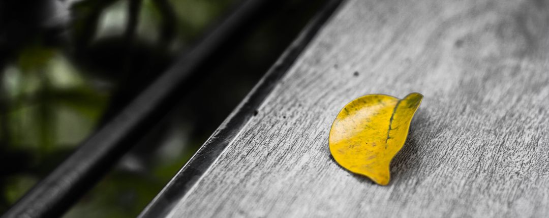 Yellow leaf on wooden surface in black and white background - Free Images, Stock Photos and Pictures on Pikwizard.com