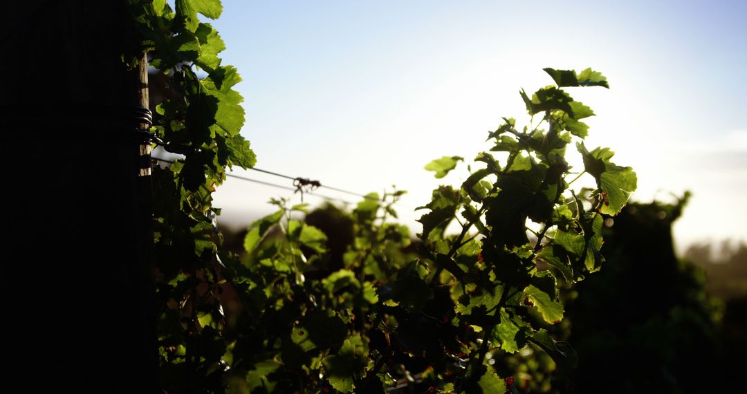 Sunlight Streaming Through Idyllic Vineyard Grapevines
