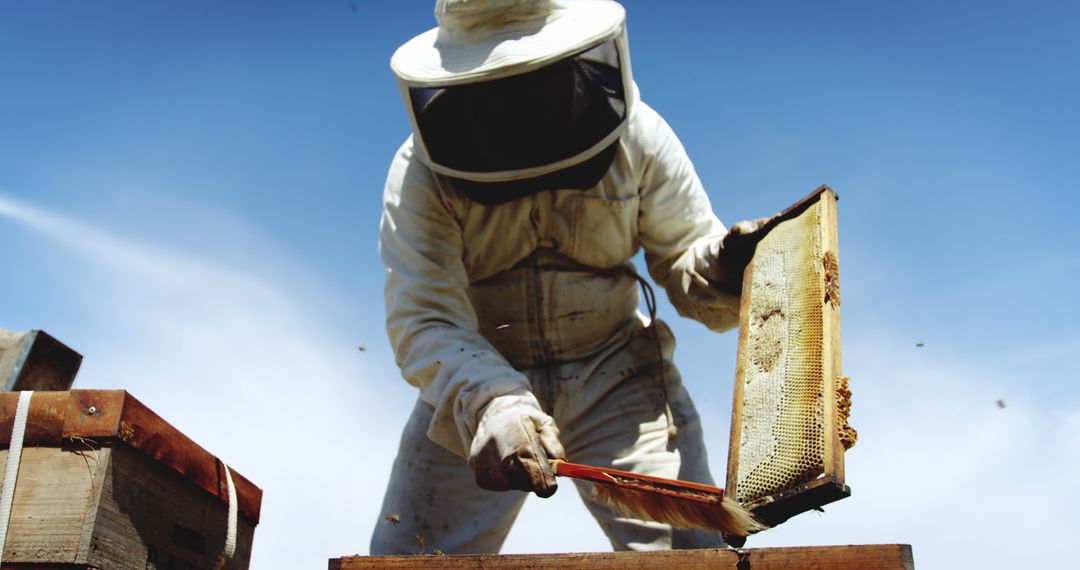 Beekeeper Collecting Honey from Beehive in Protective Suit - Free Images, Stock Photos and Pictures on Pikwizard.com