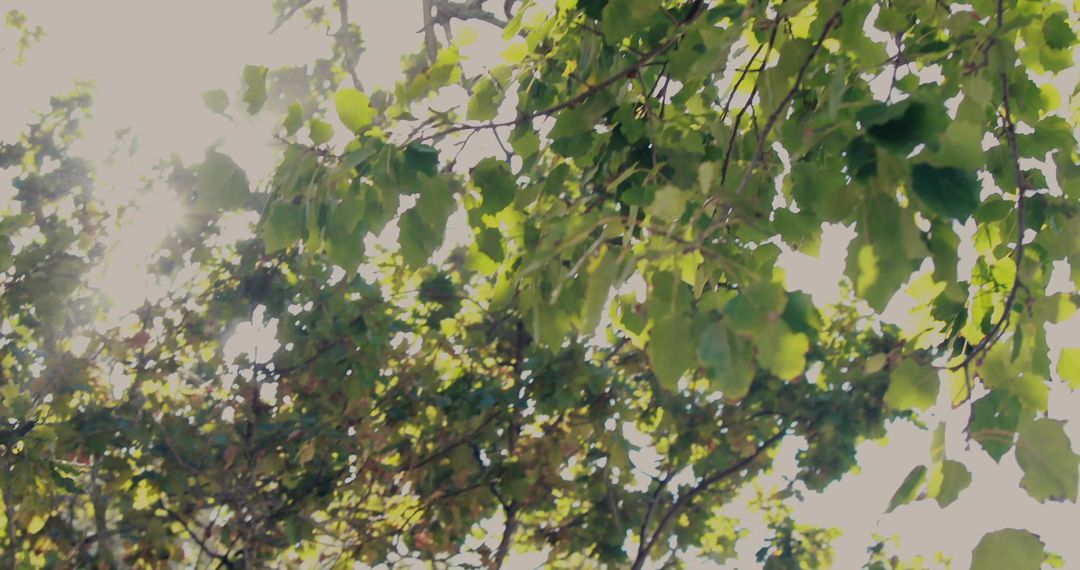 Sunlight Filtering Through Green Leaves in Lush Forest
