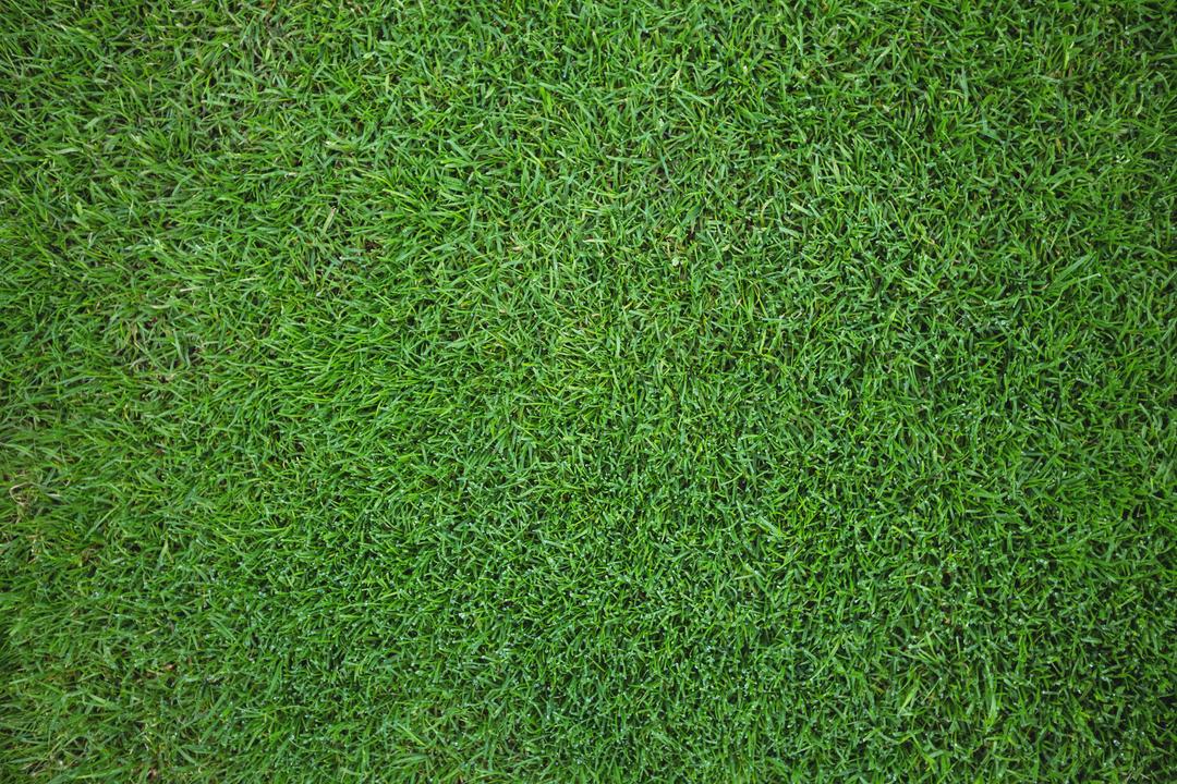 Vibrant Green Grass Field, Full Frame Background - Free Images, Stock Photos and Pictures on Pikwizard.com
