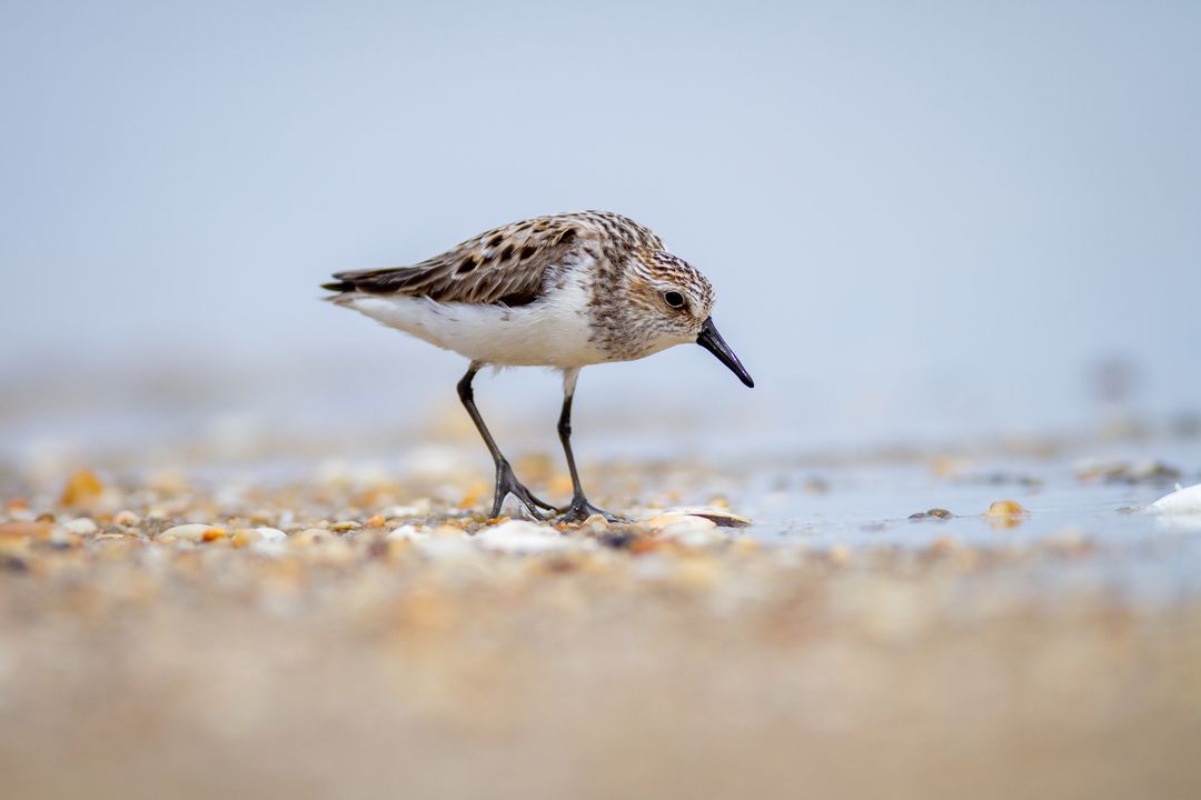 Sandpiper Searching for Food on Pebble Beach