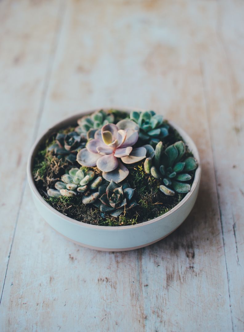 Minimalist Succulent Arrangement in Pot on Wooden Surface - Free Images, Stock Photos and Pictures on Pikwizard.com