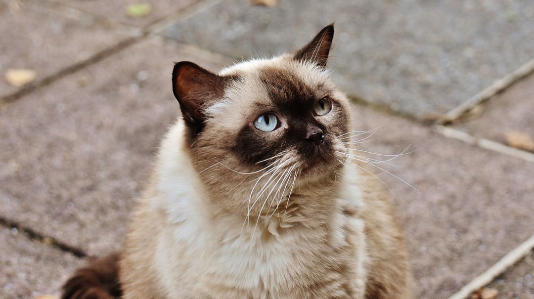 Seal Point Siamese Cat with Bright Blue Eyes Looking Up - Free Images, Stock Photos and Pictures on Pikwizard.com