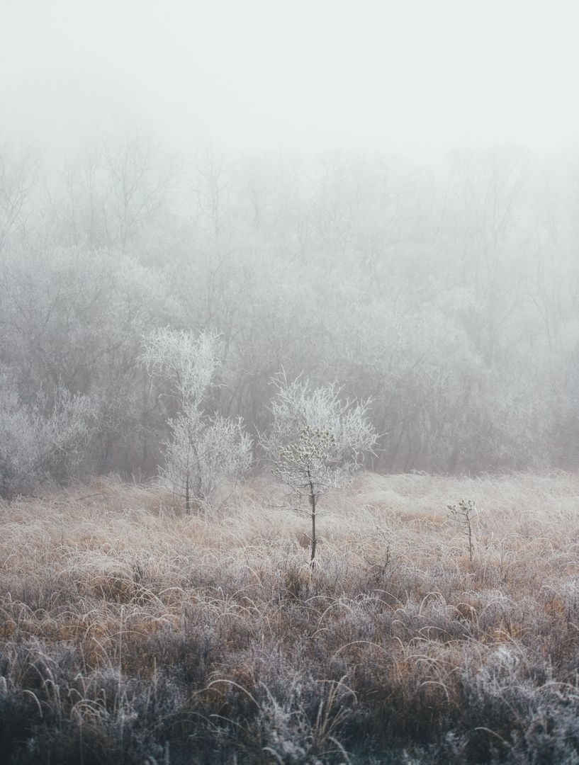 Misty Frost-Covered Winter Landscape with Bare Trees - Free Images, Stock Photos and Pictures on Pikwizard.com