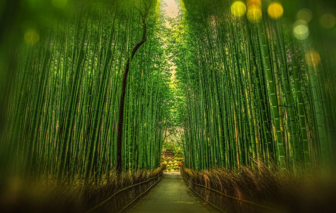 Scenic View of Bamboo Trees - Free Images, Stock Photos and Pictures on Pikwizard.com