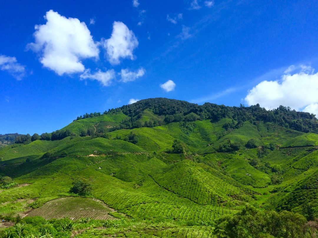 Vibrant Green Tea Plantations on Rolling Hills Under Blue Sky - Free Images, Stock Photos and Pictures on Pikwizard.com