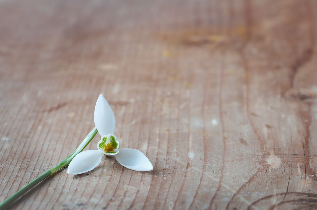 Single Snowdrop Blossom on Rustic Wooden Surface - Free Images, Stock Photos and Pictures on Pikwizard.com