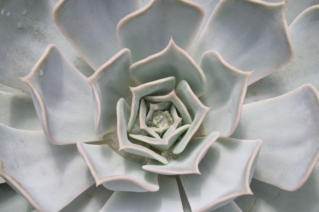 Close-Up of Symmetrical Succulent Plant with Pale Tones - Free Images, Stock Photos and Pictures on Pikwizard.com