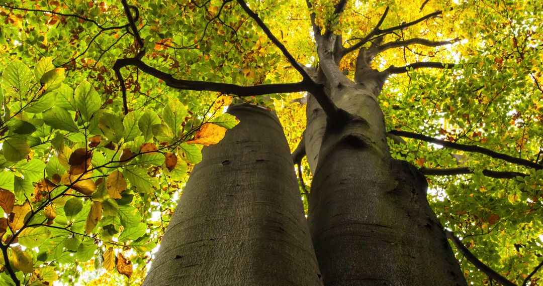 Looking Up at Autumn Trees with Sunlight Through Leaves
