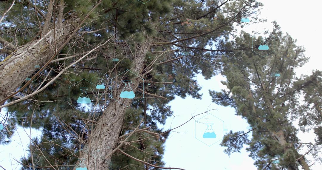 Looking Up Pine Canopy with Teal Flask Icons Overlay Representing Forest Science and Data
