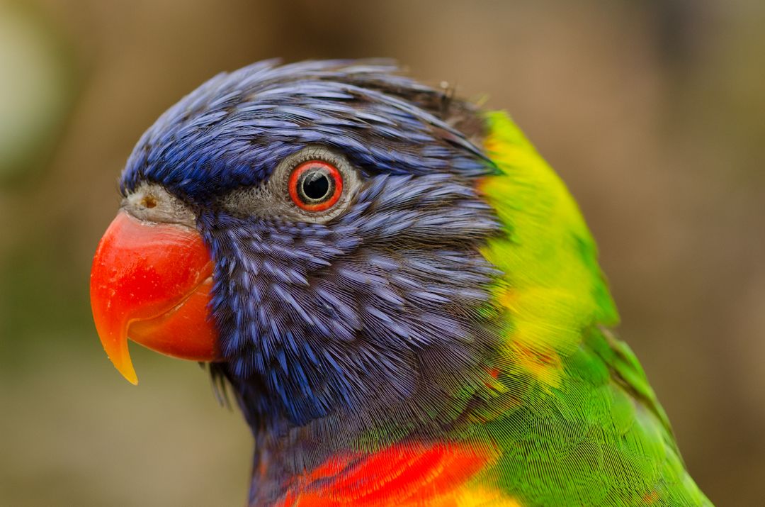Close-Up of Colorful Rainbow Lorikeet Parrot with Vibrant Plumage - Free Images, Stock Photos and Pictures on Pikwizard.com