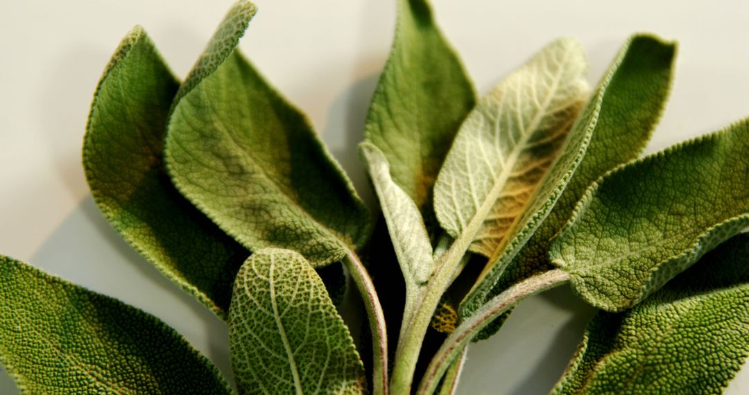 Closeup of Fresh Sage Leaves in Natural Light - Free Images, Stock Photos and Pictures on Pikwizard.com