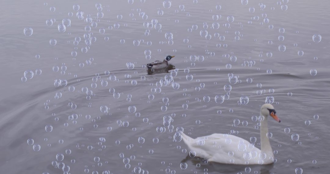 Swan and Duck Among Floating Bubbles on Serene Lake