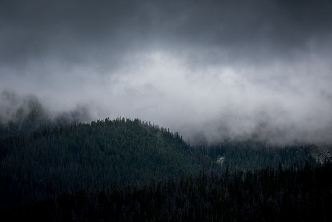 Moody Cloudy Sky over Dark Pine Forest - Free Images, Stock Photos and Pictures on Pikwizard.com