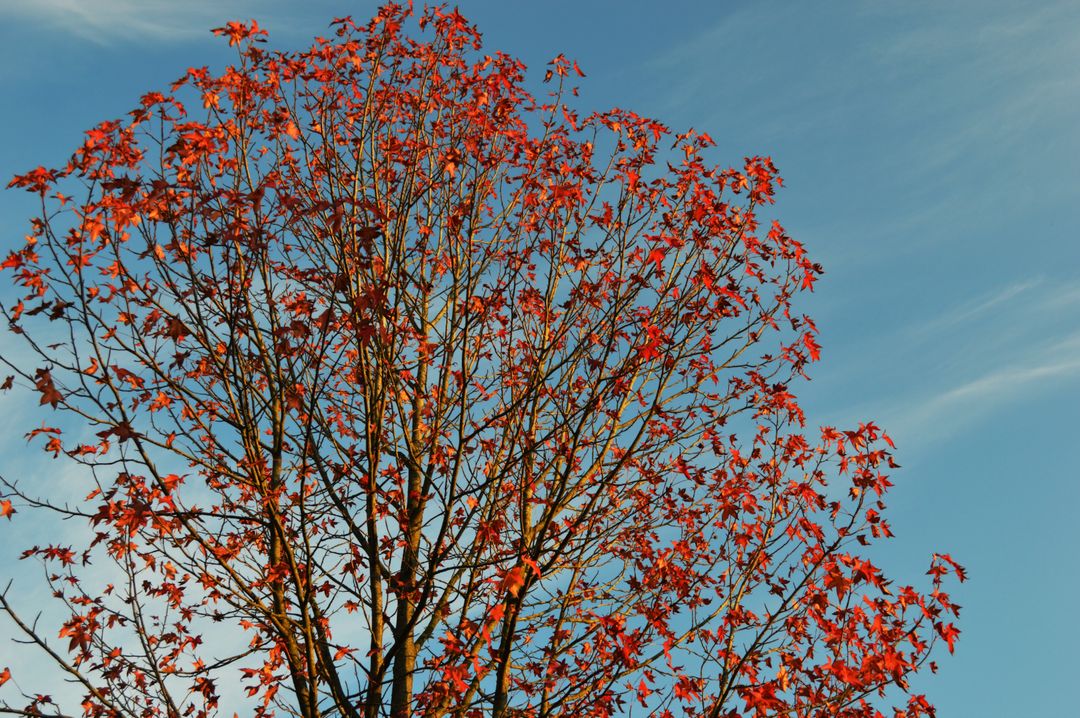 Colorful Autumn Tree with Falling Leaves - Free Images, Stock Photos and Pictures on Pikwizard.com