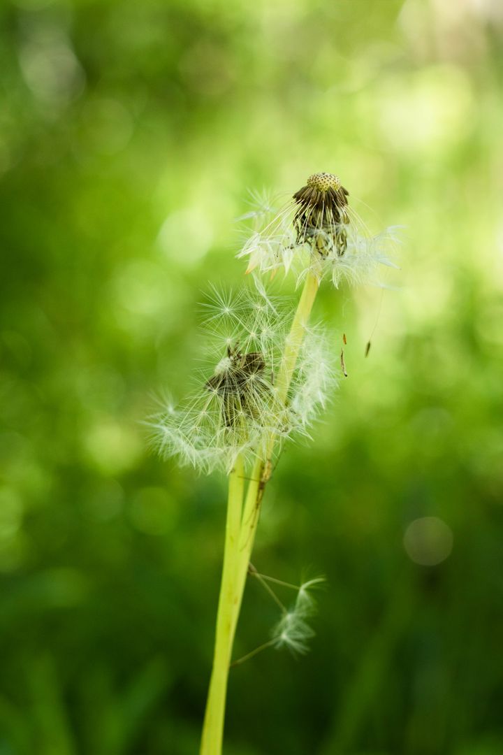 Close-Up of Two Dandelions with Seeds Blowing in Breeze - Free Images, Stock Photos and Pictures on Pikwizard.com