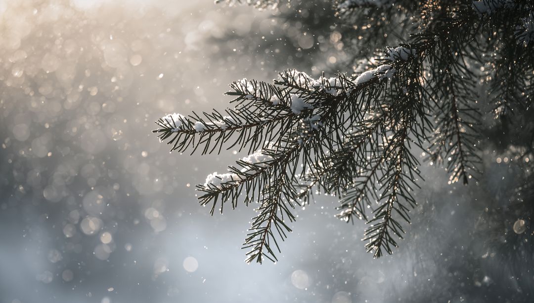 Backlit snowy fir branch sparkling with ice and bokeh in tranquil winter forest