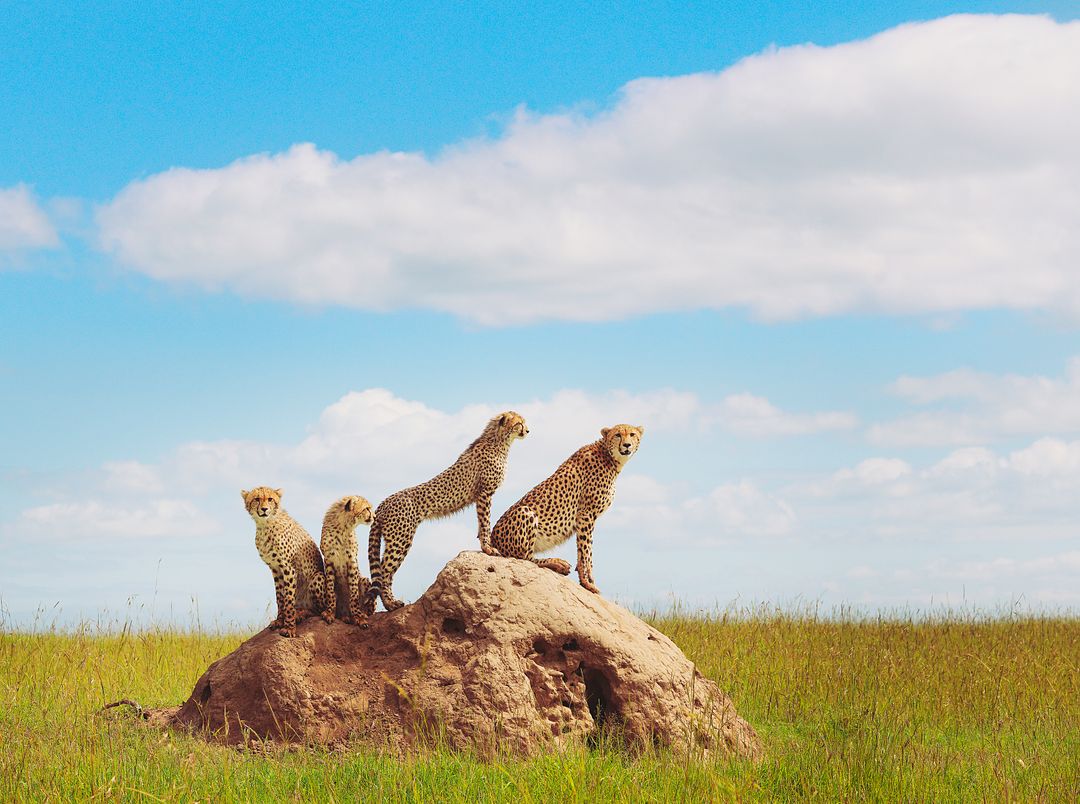 Cheetahs Standing on Rock in Grassland under Blue Sky - Free Images, Stock Photos and Pictures on Pikwizard.com
