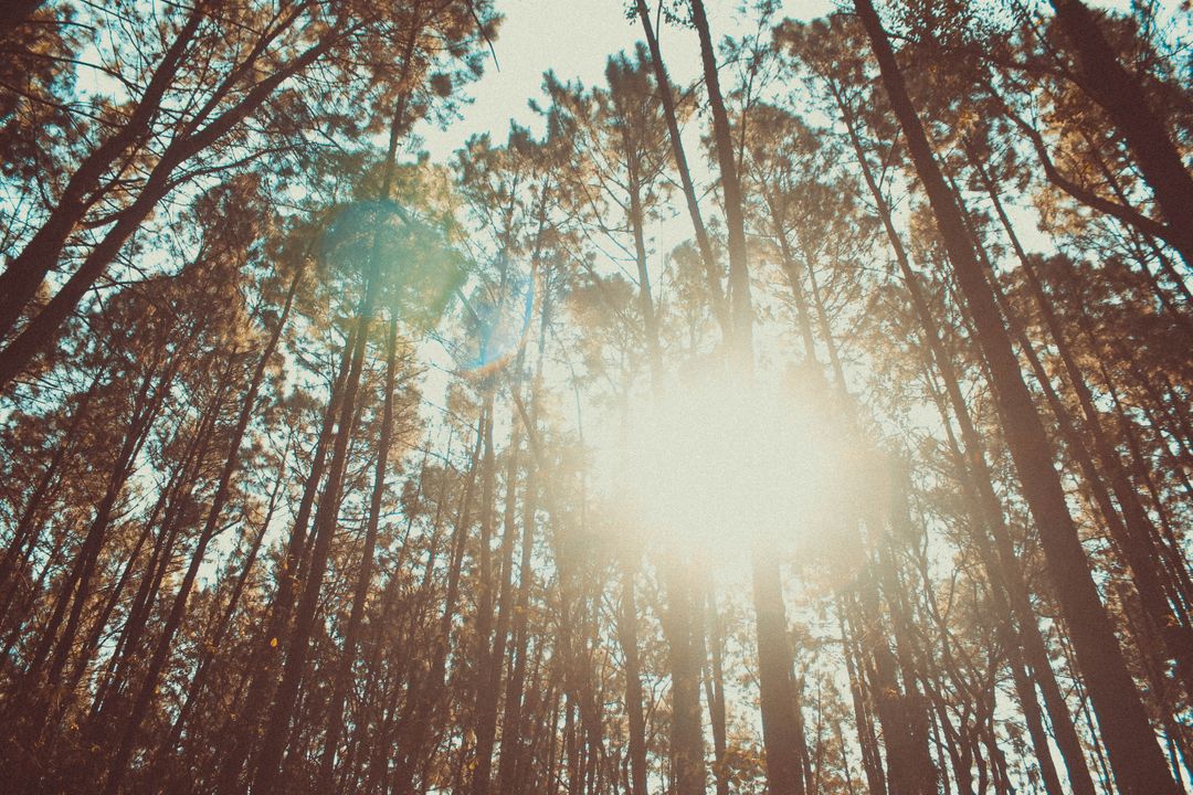 Sunlight Shining Through Tall Forest Trees - Free Images, Stock Photos and Pictures on Pikwizard.com