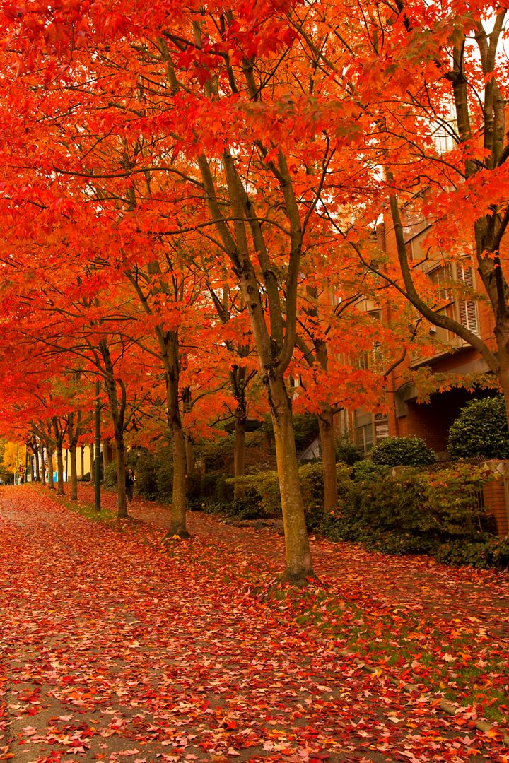 Tree-lined street with vibrant red autumn foliage - Free Images, Stock Photos and Pictures on Pikwizard.com