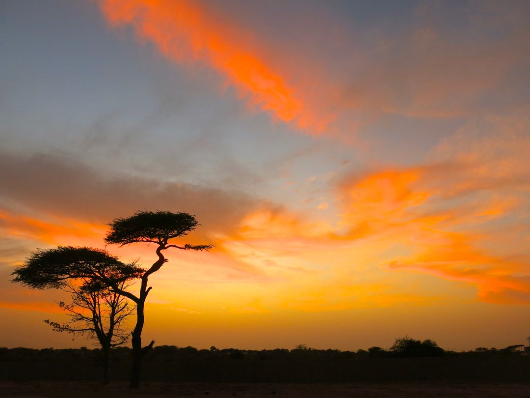 Stunning African Sunset with Silhouetted Trees in Savannah - Free Images, Stock Photos and Pictures on Pikwizard.com