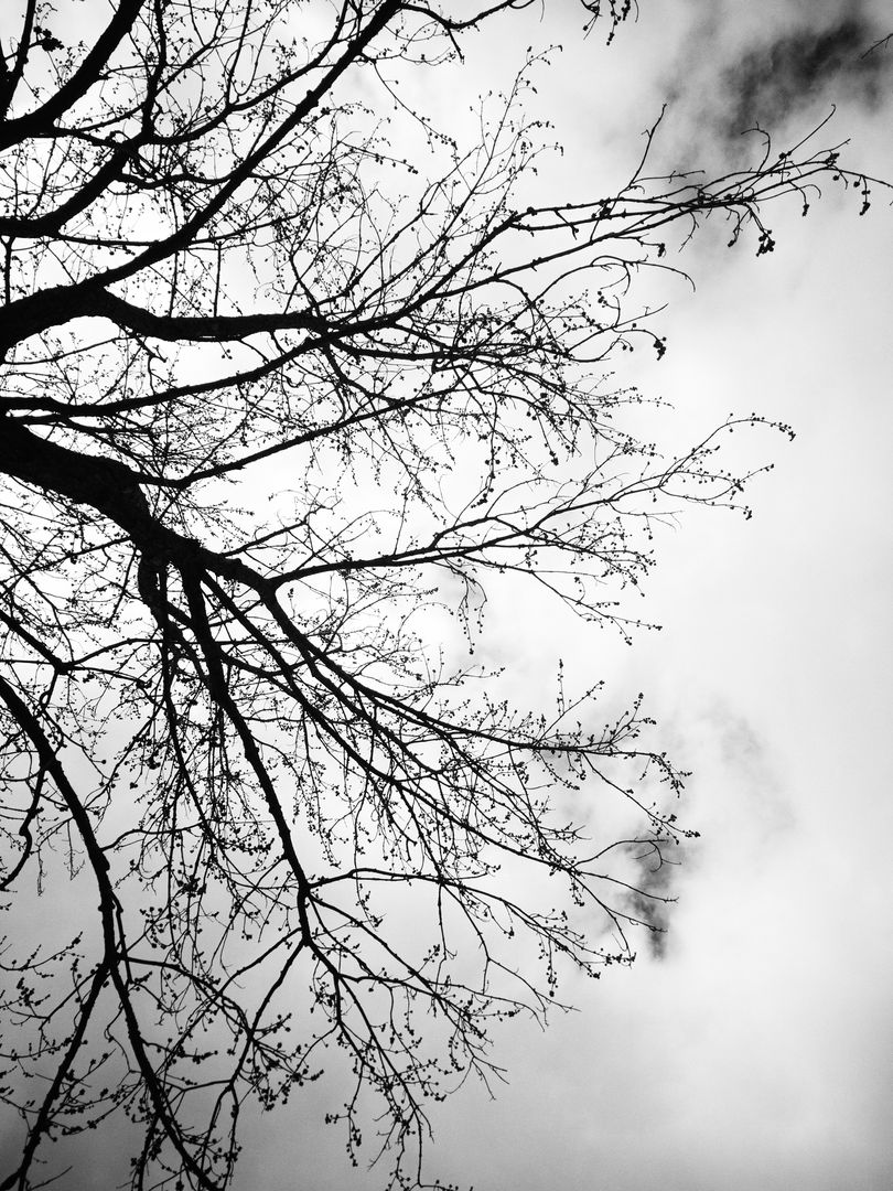 Artistic Silhouette of Leafless Tree Against Cloudy Sky