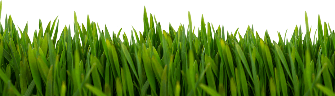 Lush green grass on transparent background for nature designs