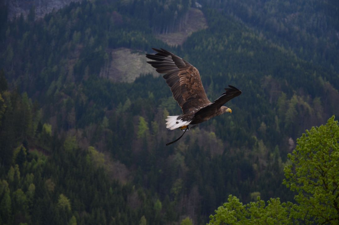 Soaring Eagle Above Mountain Forest - Free Images, Stock Photos and Pictures on Pikwizard.com