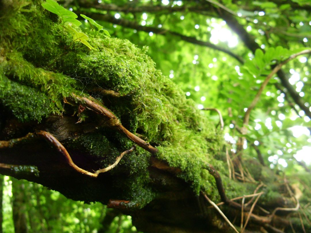Close-Up of Mossy Tree Branch in Lush Green Forest - Free Images, Stock Photos and Pictures on Pikwizard.com