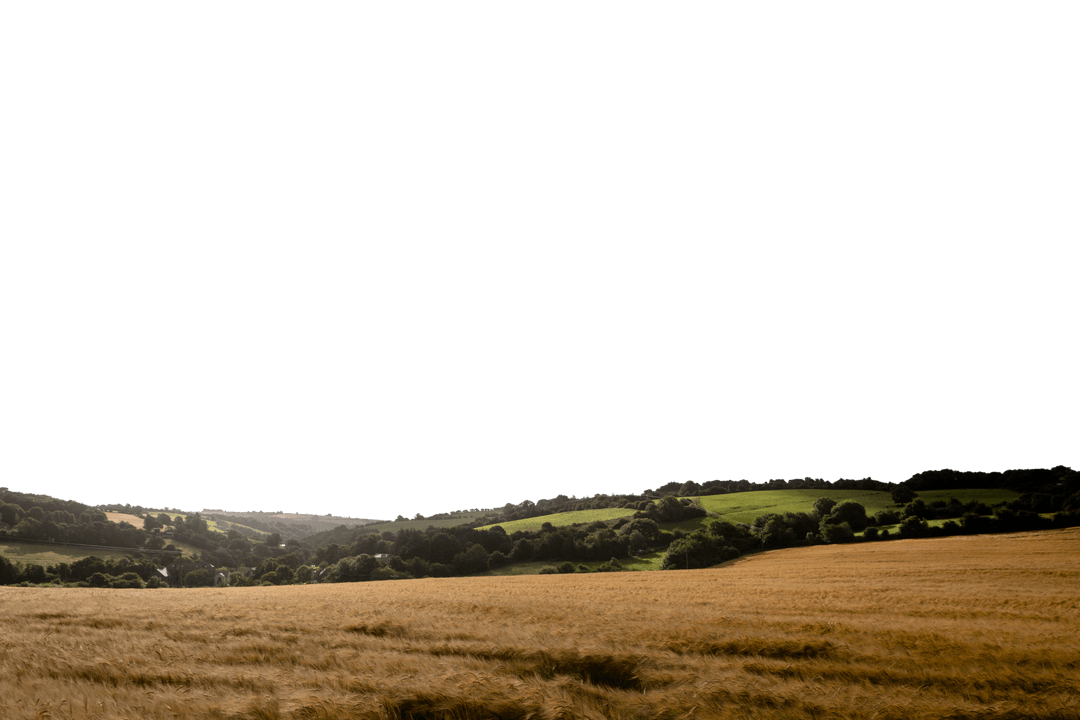 Transparent Sky Over Rolling Hills and Wheat Field