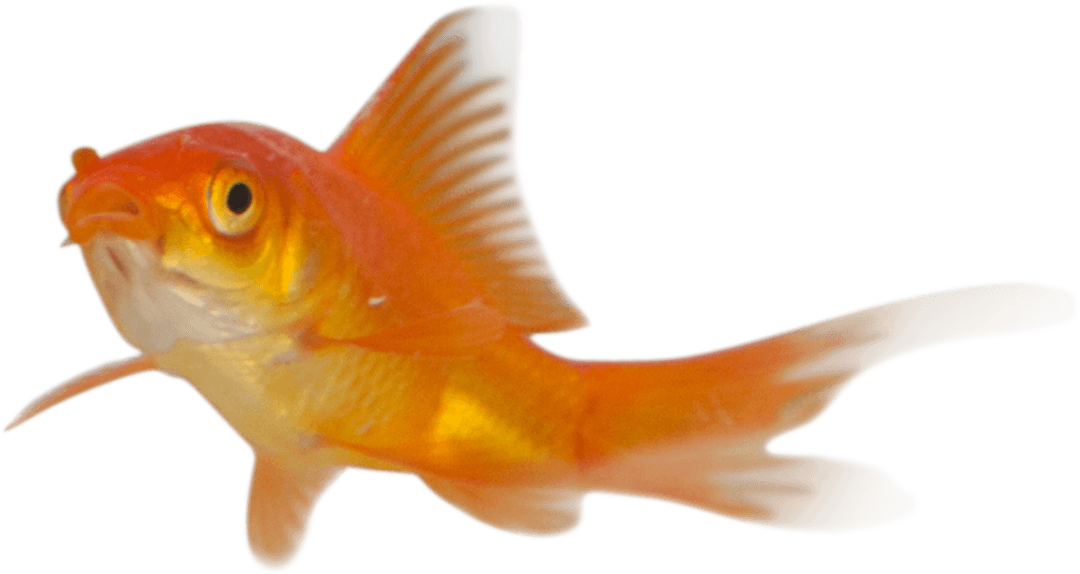 Vibrant Goldfish Swimming on Transparent Background