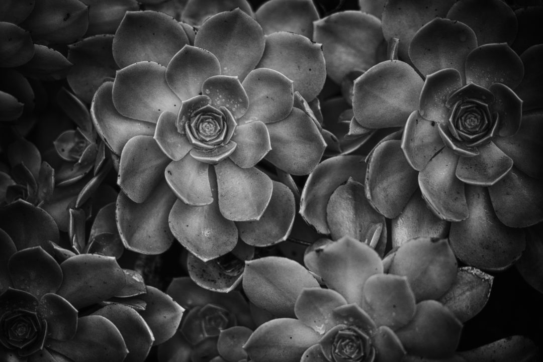Succulent - Free Images, Stock Photos and Pictures on Pikwizard.com