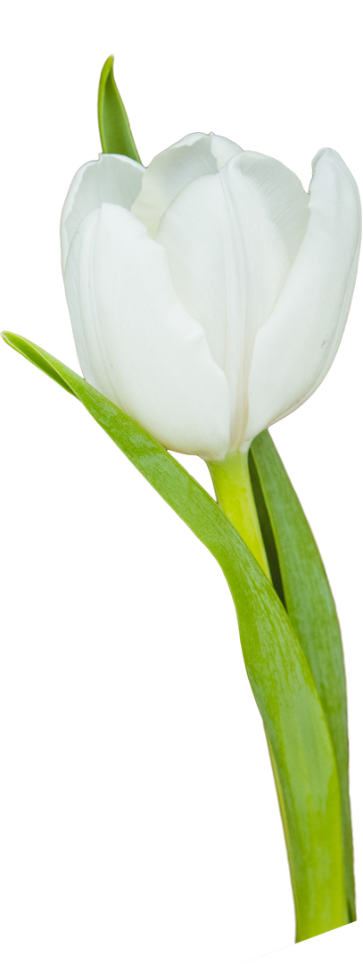 Close-up Transparent White Tulip with Stem and Leaves Isolated - Download Free Stock Images Pikwizard.com