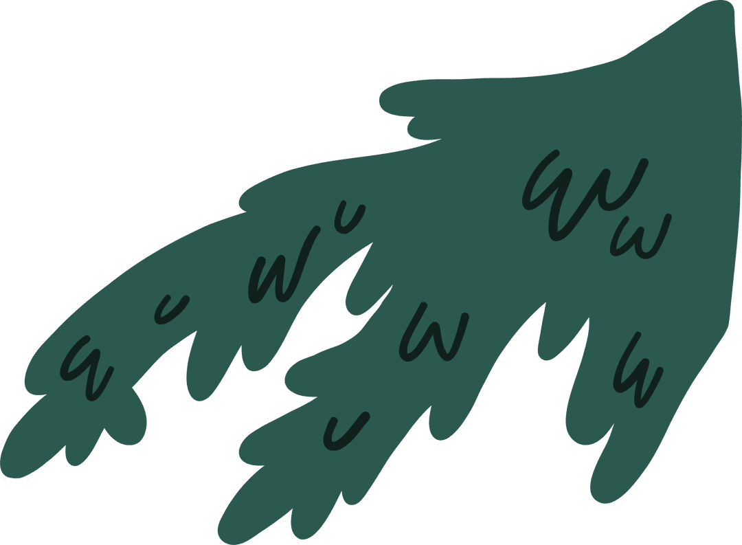 Simple Evergreen Branch Transparent Background Illustration