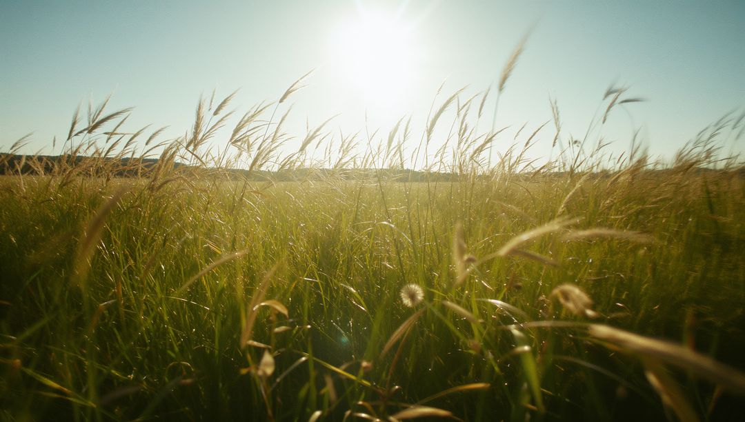 Sunlit Meadow with Swaying Tall Grass and Lens Flare