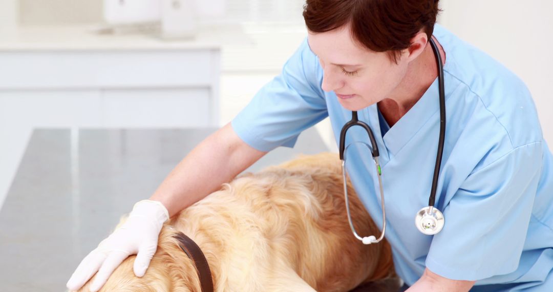 Veterinarian Examining Golden Retriever in Clinic - Free Images, Stock Photos and Pictures on Pikwizard.com