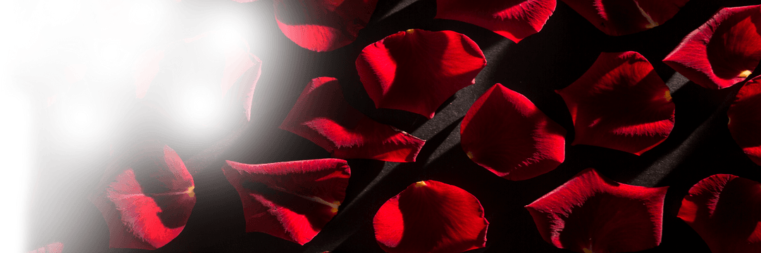 Transparent Rose Petals in Abstract Arrangement