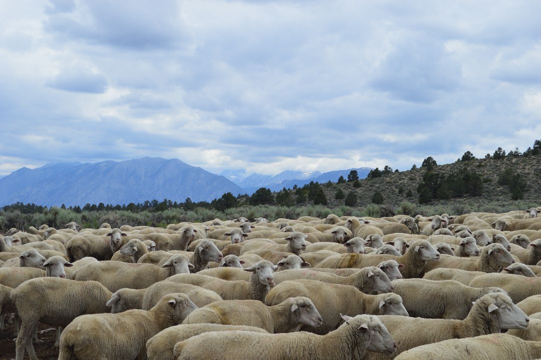 Large Flock of Sheep Grazing on Mountainous Terrain - Free Images, Stock Photos and Pictures on Pikwizard.com