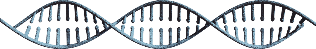 Transparent 3D DNA Strand Structure for Scientific Exploration