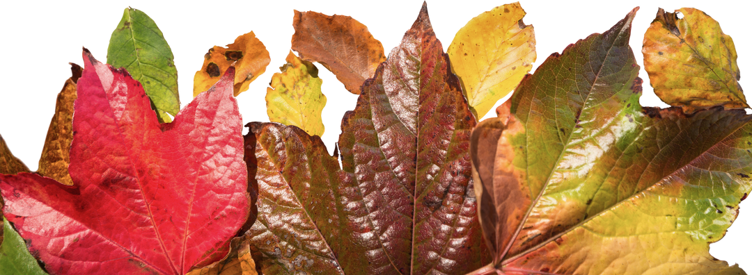 Transparent Colorful Autumn Leaves Illustration on Transparent Background - Download Free Stock Images Pikwizard.com