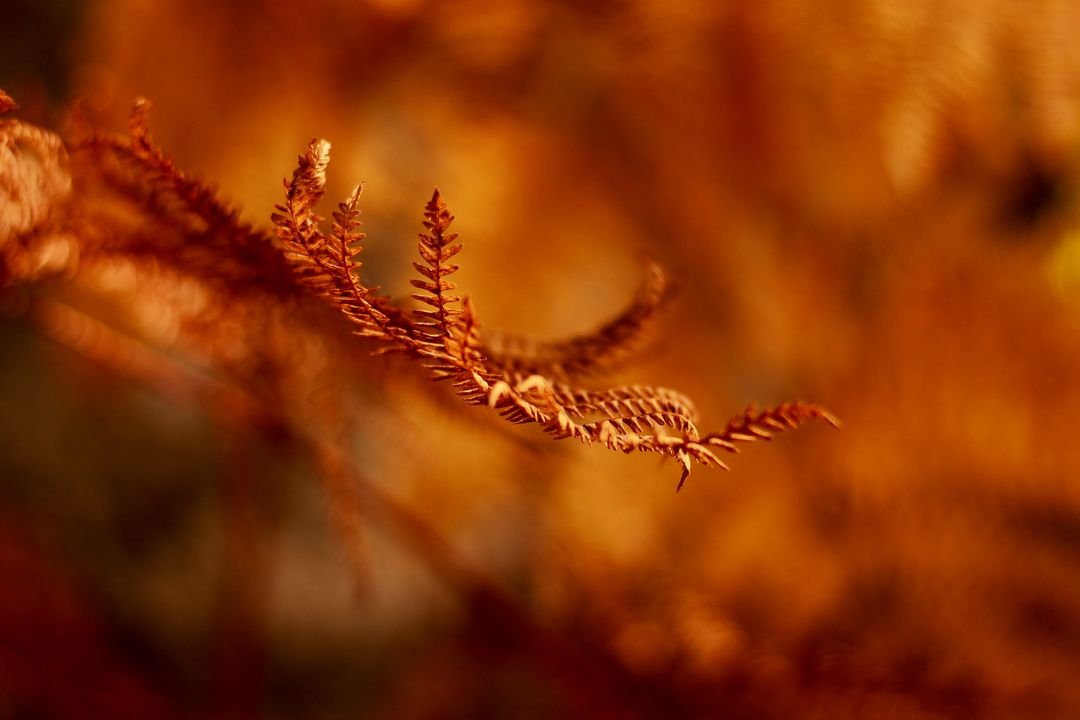 Close-up of Autumn Fern With Details in Sunlight - Free Images, Stock Photos and Pictures on Pikwizard.com