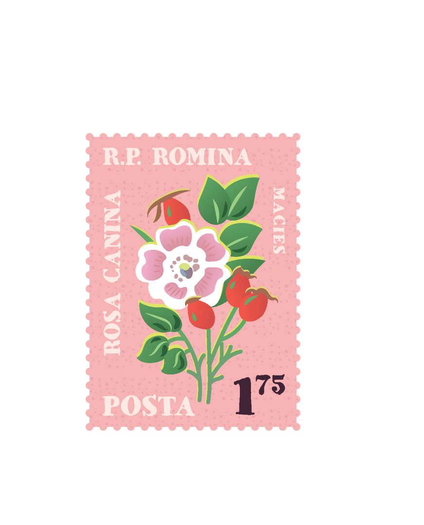 Transparent Postage Stamp Illustration with Floral Design - Download Free Stock Images Pikwizard.com