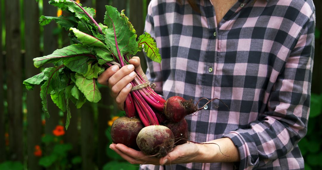 Person Holding Freshly Harvested Beets from Garden - Free Images, Stock Photos and Pictures on Pikwizard.com