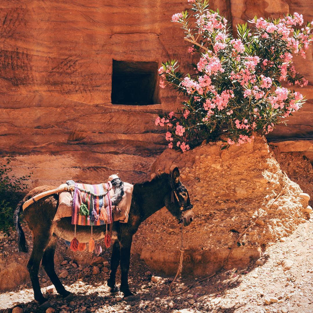Donkey Tied Beneath Blooming Oleander in Rugged Desert Terrain