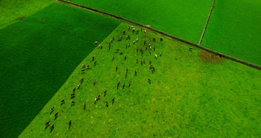 Aerial View of Cattle Grazing on Green Pasture - Free Images, Stock Photos and Pictures on Pikwizard.com