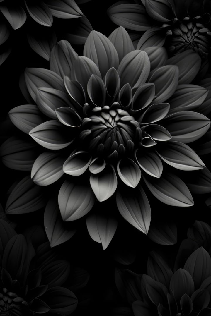 Close-Up Black and White Dahlia Flower - Free Images, Stock Photos and Pictures on Pikwizard.com