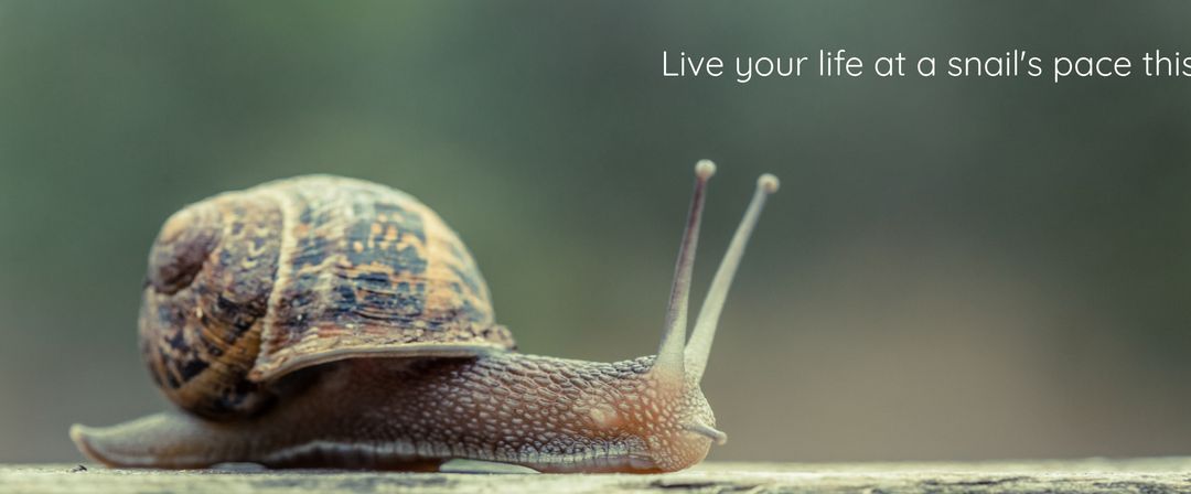 Snail Encouraging Mindful Living with Calming Message