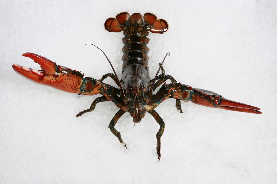 Fresh Lobster on Crushed Ice Display - Free Images, Stock Photos and Pictures on Pikwizard.com